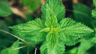 Discover the Most Attractive Health Benefits of Jelatang Leaves