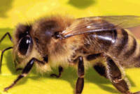 The Surprising Benefits of Bee Sting Therapy as an Alternative Treatment