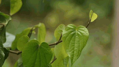 9 Must-Know Benefits of Betel Leaf for Your Health