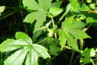 Discover the Health Benefits of Abelmoschus manihot L. Leaves