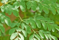Discover the Amazing Beauty and Health Benefits of Moringa Leaves